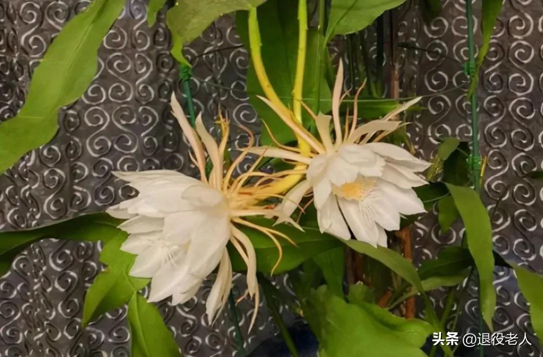 百无一用是书生啊,百无一用是书生的意思