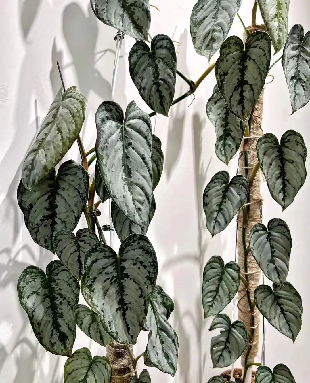 盘点24个常见蔓绿绒品种，叶色靓丽颜值高，总有一款撬动你的心！