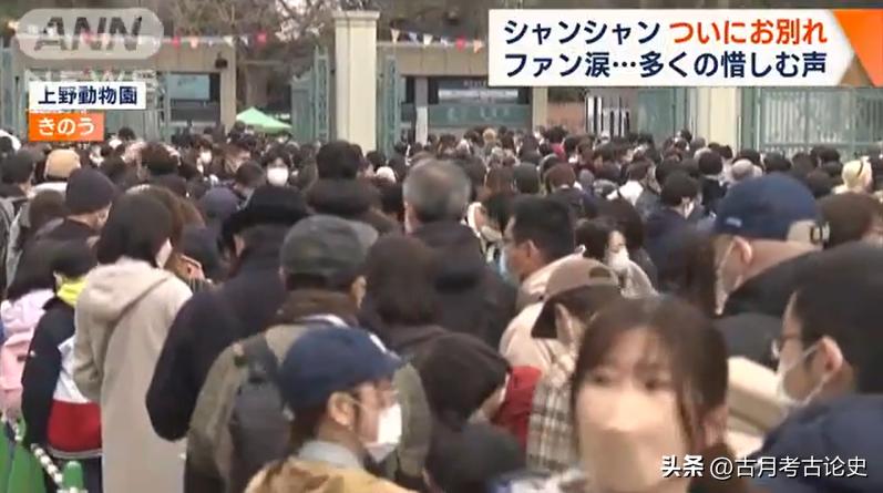 旅日大熊猫回国日本人反应,四只旅日大熊猫陆续归国