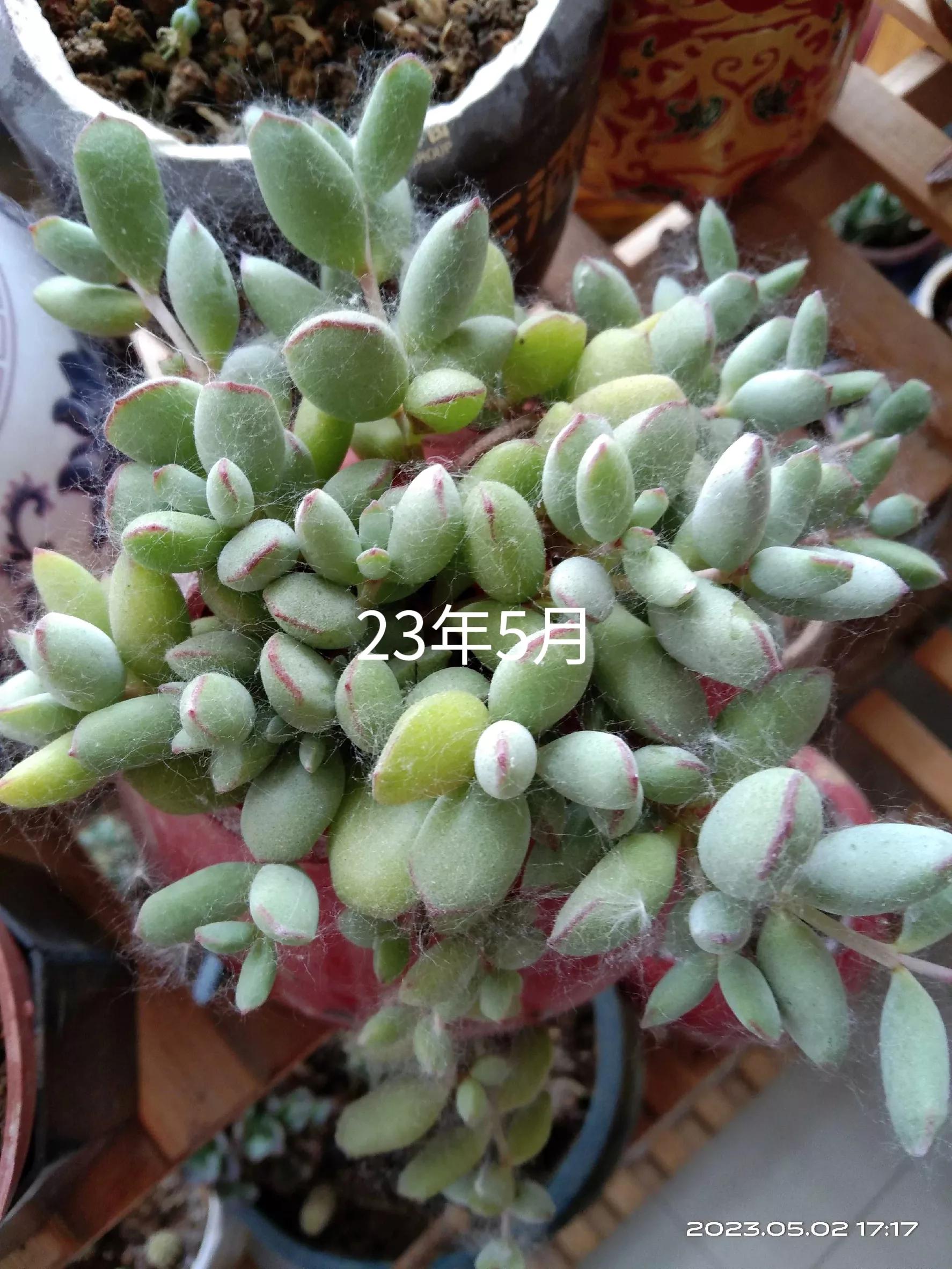 用过酒瓶能养花吗,用酒瓶养花养什么花