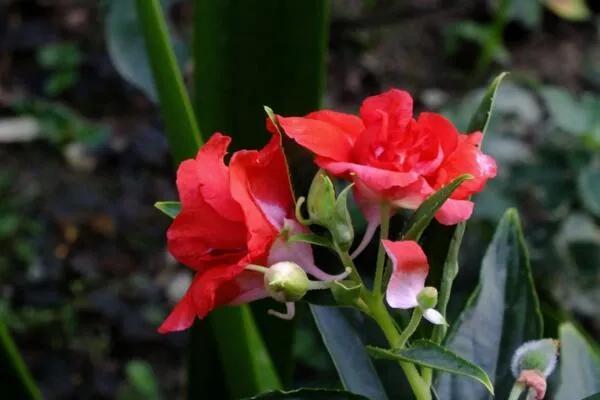 每日一根花卉植物,每日一植