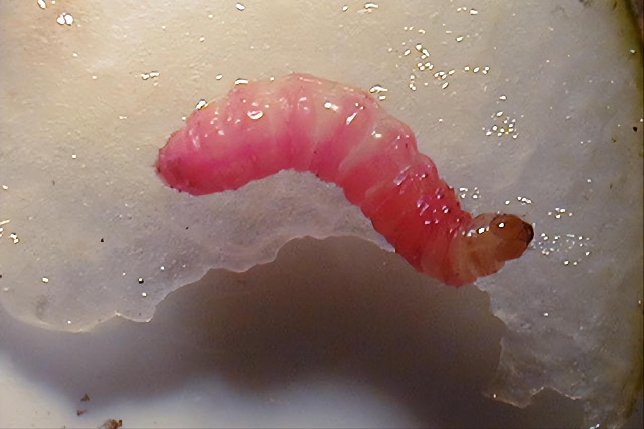 在水果里的虫子,水果套袋子能否防鸟虫