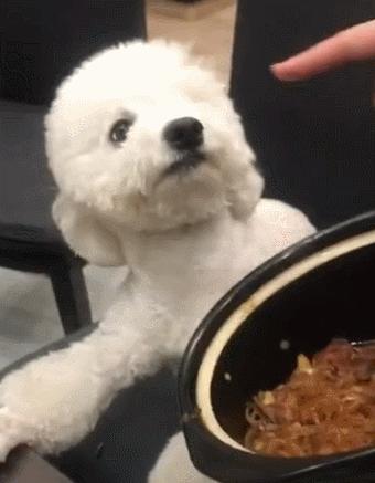 比熊泪痕和黄嘴毛怎么去除,比熊专用狗粮去泪痕哪一款好