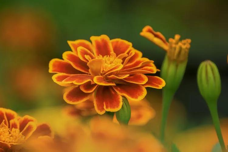 怀念我的岳母,怀念已故的丈母娘