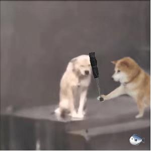 小狗给小狗撑伞表情包,小狗洗澡可爱超萌表情包