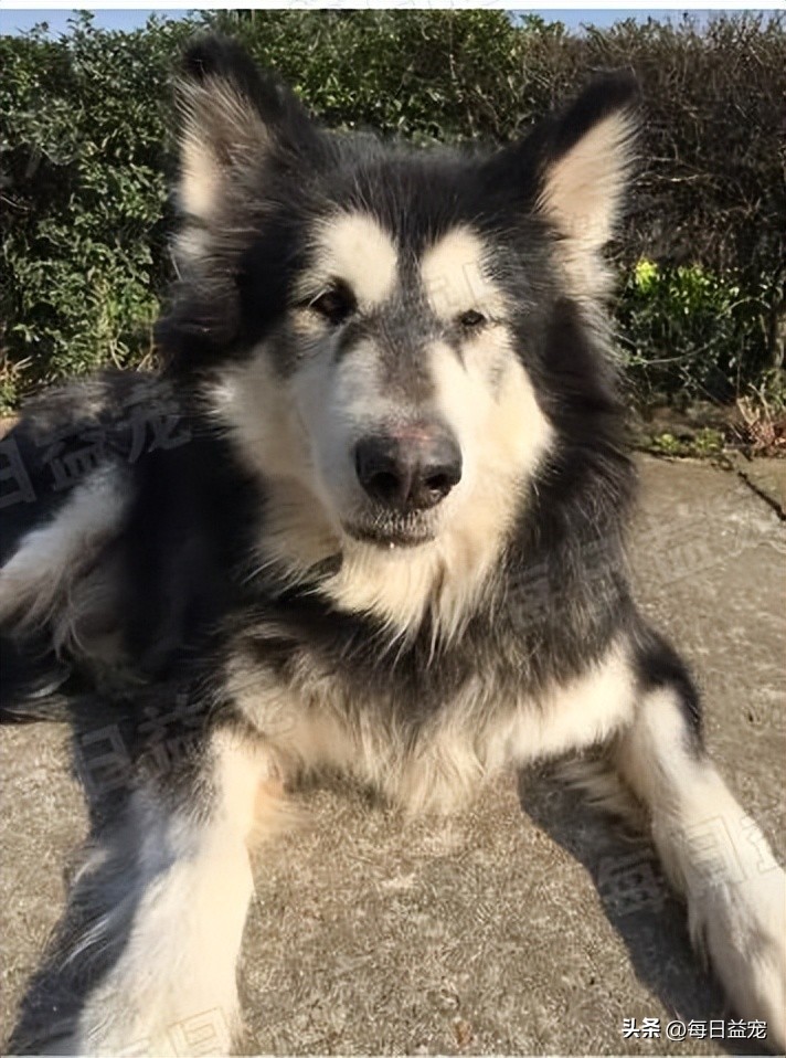 狗狗病情突发死亡,狗狗突发病死了