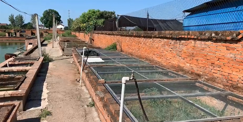 新到的黄缘闭壳龟龟苗怎么处理,黄缘闭壳龟龟苗龟粮推荐