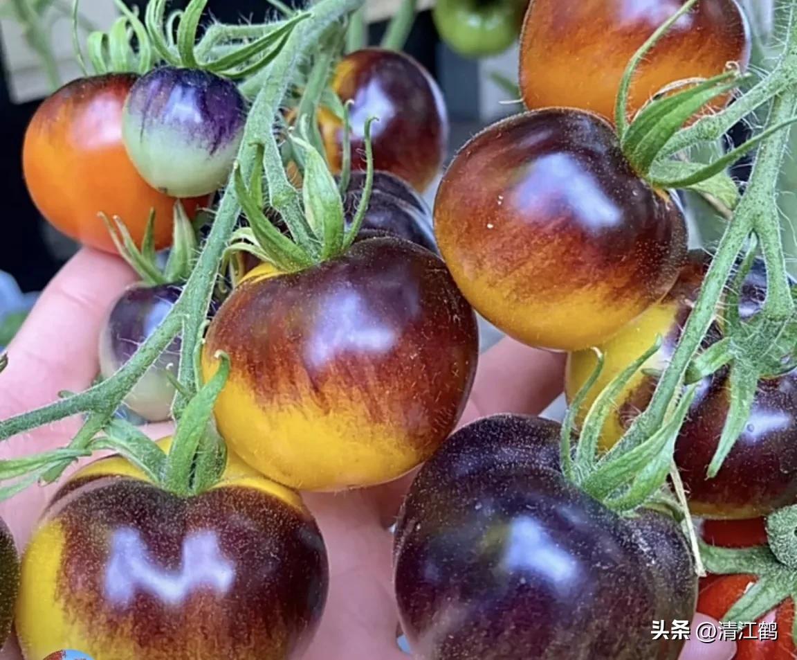番茄晚疫病物理最佳治疗方法,番茄病虫草害防治