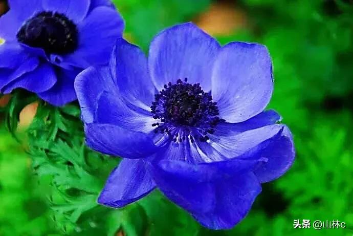 鲜花五彩缤纷争奇斗艳,最美鲜花一年四季都在争艳怒放