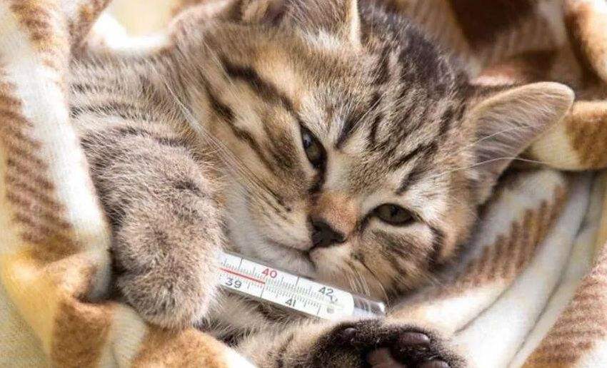 养得好的猫咪几大特征是什么,被养得好的猫咪会有哪些特征