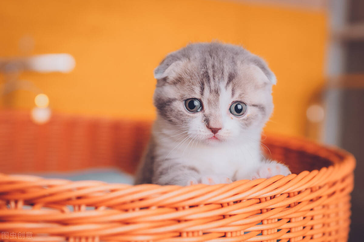 什么猫最好养而且最便宜,这几种猫没有钱别随便养