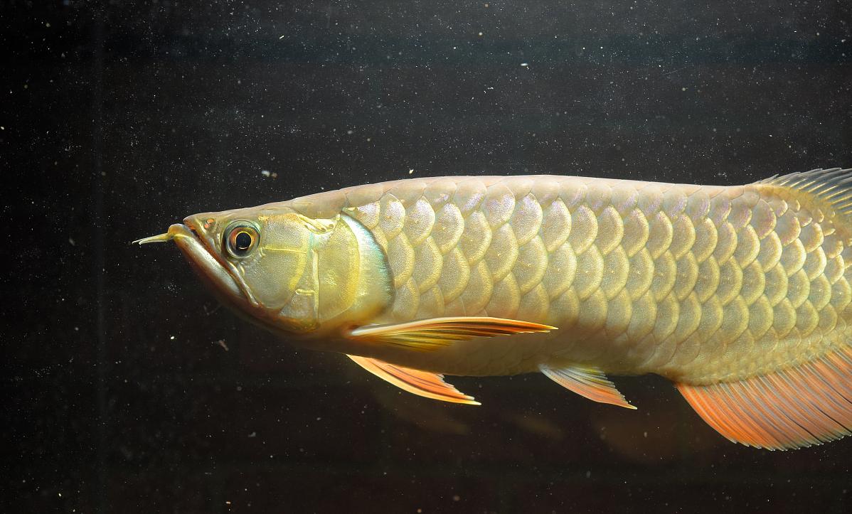 帝龙渔业的辣椒红龙怎么样,龙鱼喂养方法如何正确喂养龙鱼