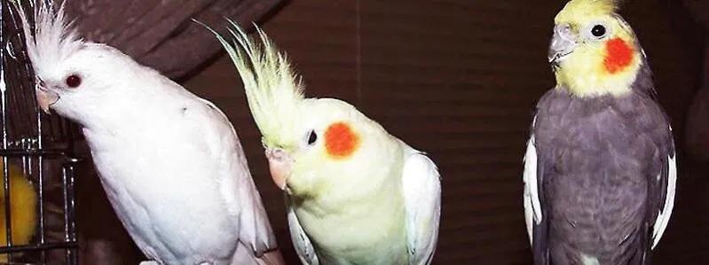 笼养玄凤鹦鹉飞手训练,笼养玄凤鹦鹉好凶