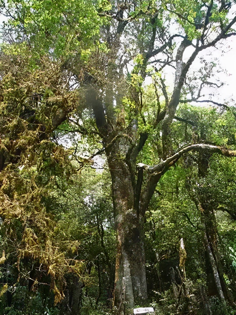 普洱茶记录,云南普洱茶的六大茶山