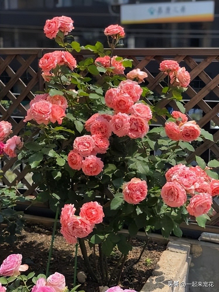 十大好养的月季,小众很仙月季