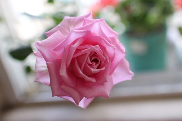 香水月季10款推荐,香水月季花品种大全图片