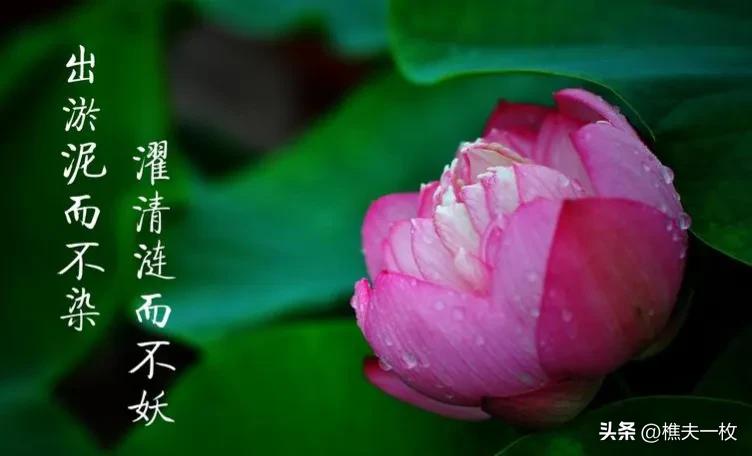 成语故事第69集背水一战,出淤泥而不染的成语故事