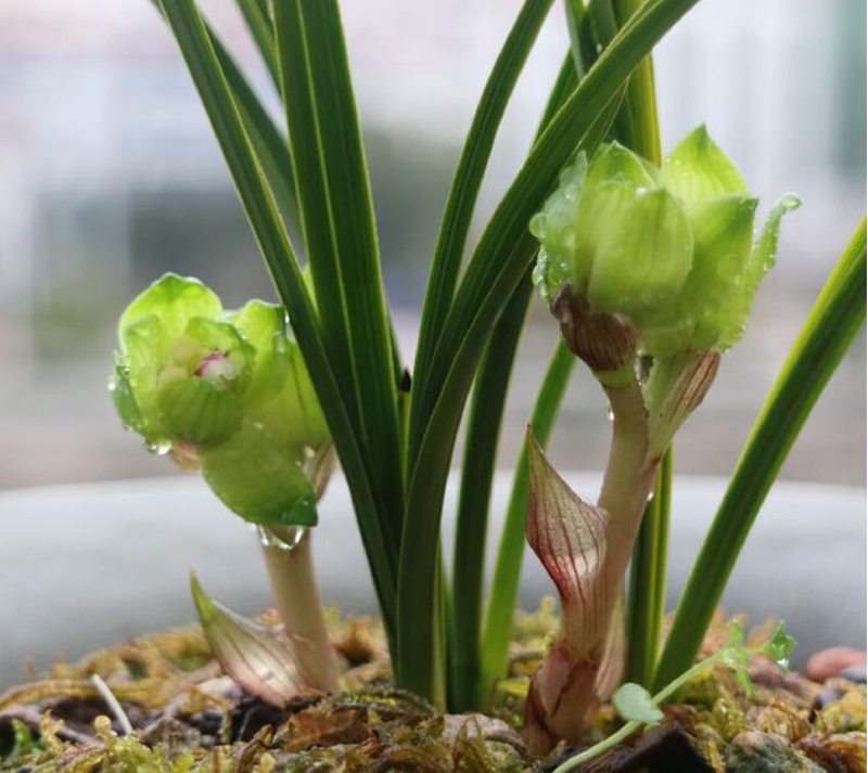 春兰生长最合适的季节,春兰的形态特征及生长习性