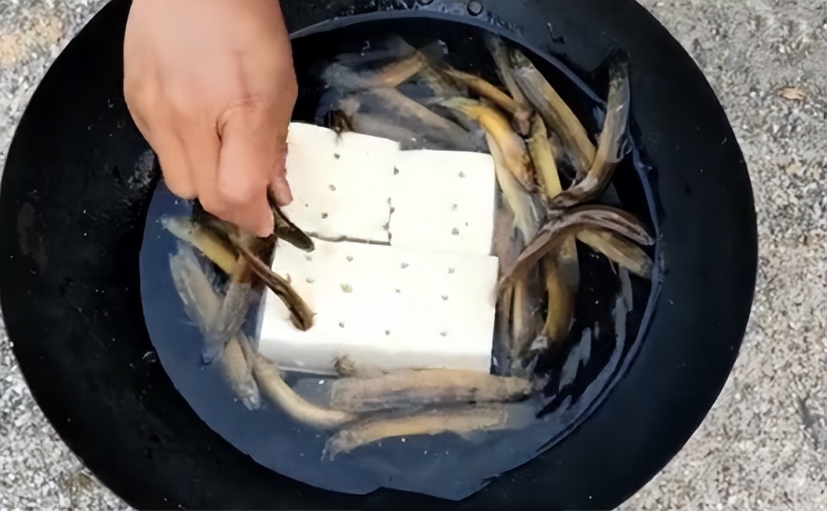 被误解的泥鳅，过去嫌脏拿来喂鸭，现在半斤15元，连内脏也能吃