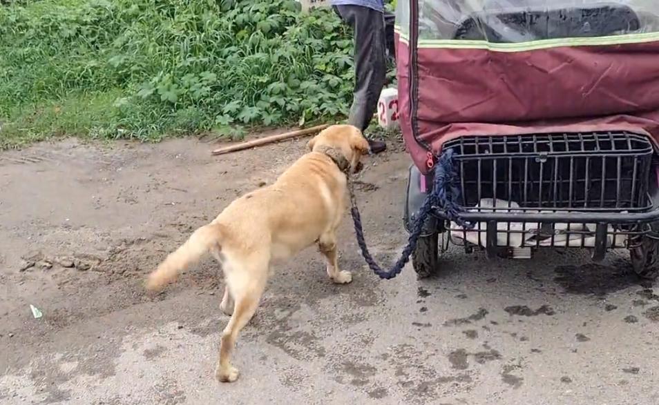 拉布拉多未咬人已被主人领回,拉布拉多因为吃得多被主人卖掉