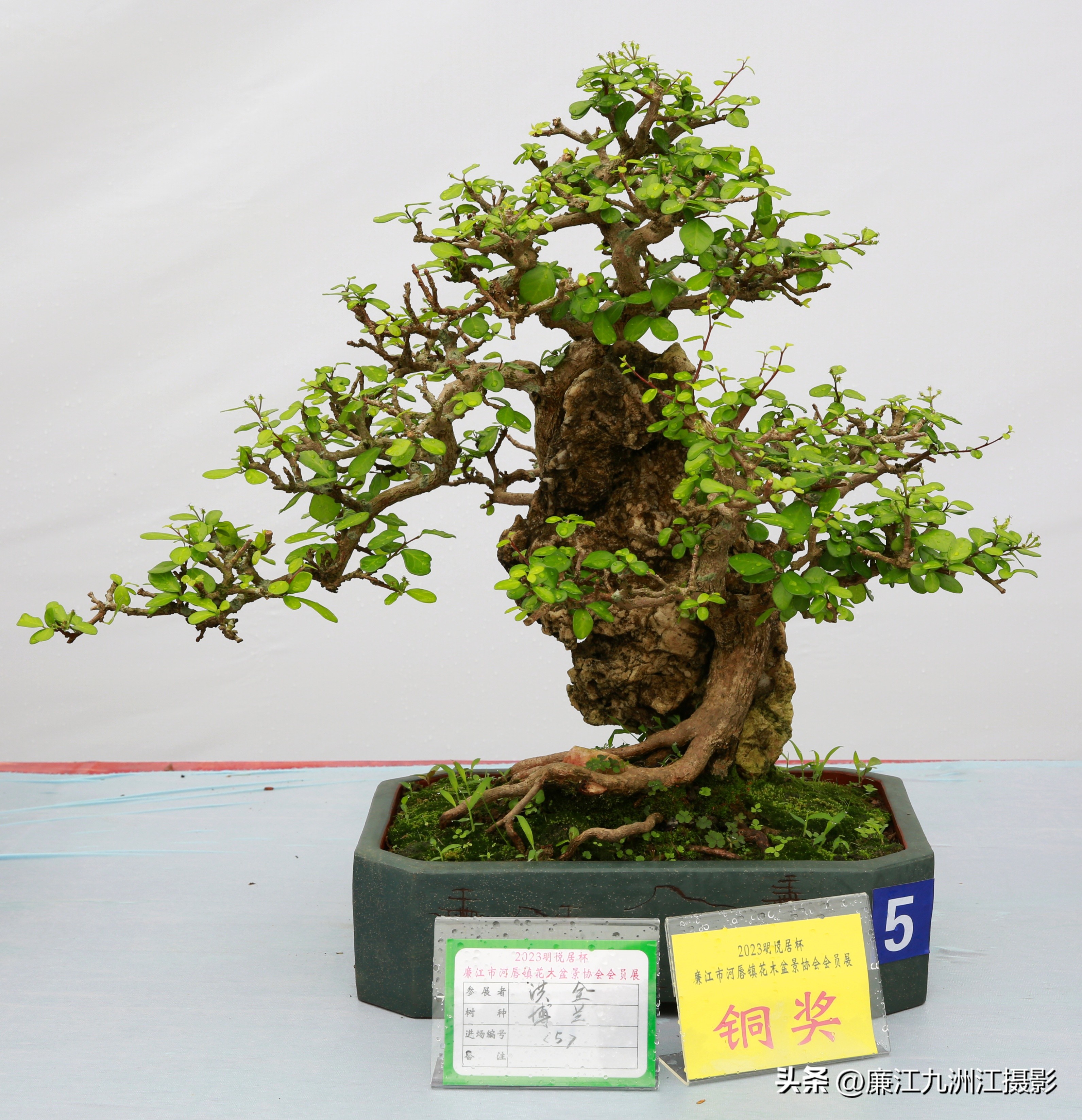 最高端的盆景展,一场惊艳的盆景展