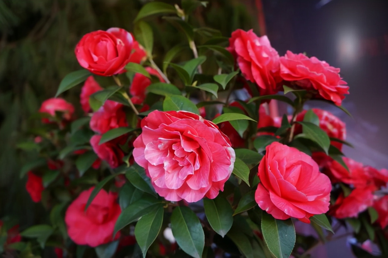 关于山茶花的诗句古诗简短,山茶花的诗句赏析