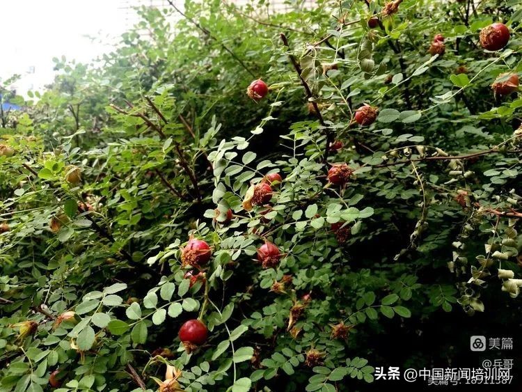 刘卫兵讲减灾救灾,刘卫兵四川