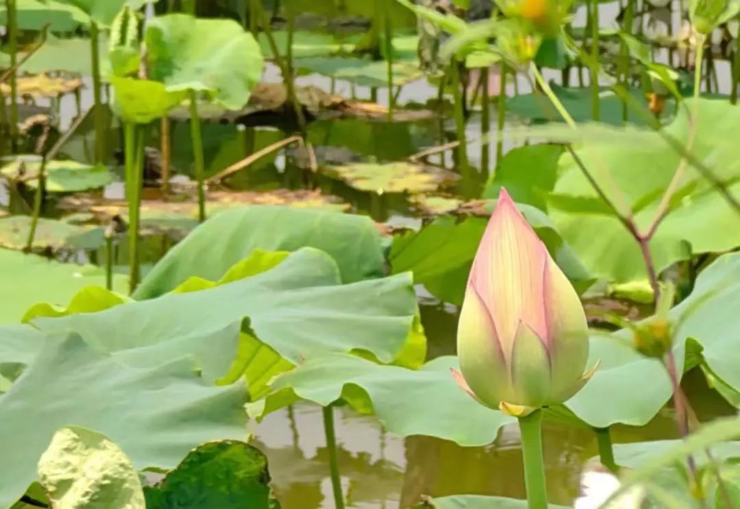 全球学子嘉游赣|上饶的第一波荷花开了，让我们一起步入飘满荷香的夏天！