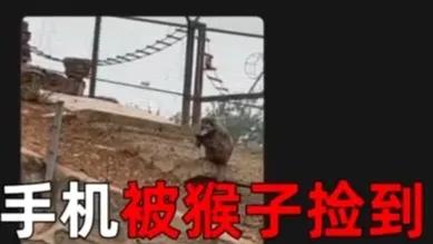 猴子偷走苹果手机照片,猴子捡到苹果手机视频