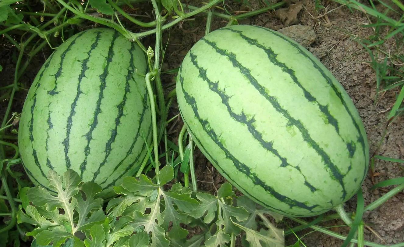 每个孕期胎儿大小变化,每个孕期肚子大小