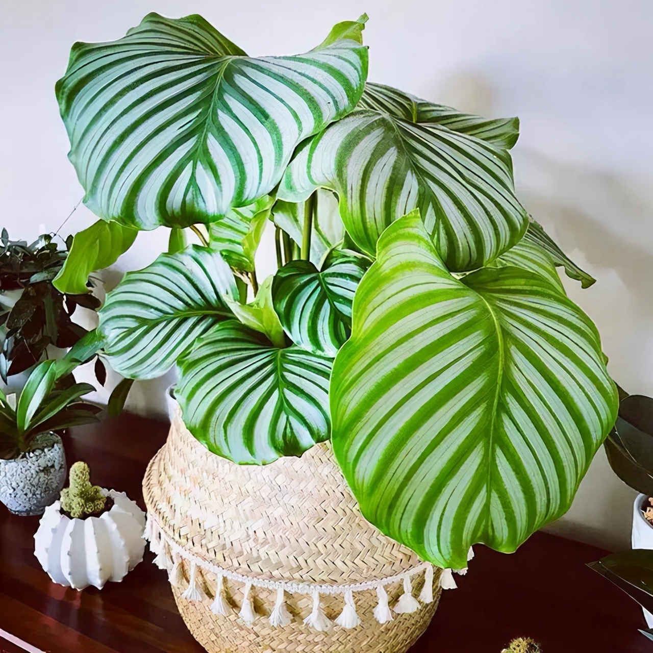 10种不怕晒的盆栽植物介绍一下,怕晒的十种花