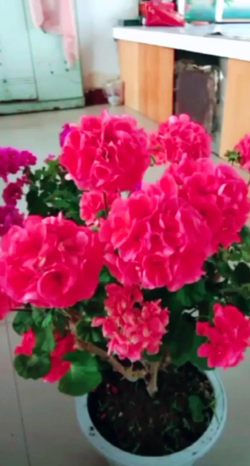 分享精美花朵图片,分享春天的图片大全