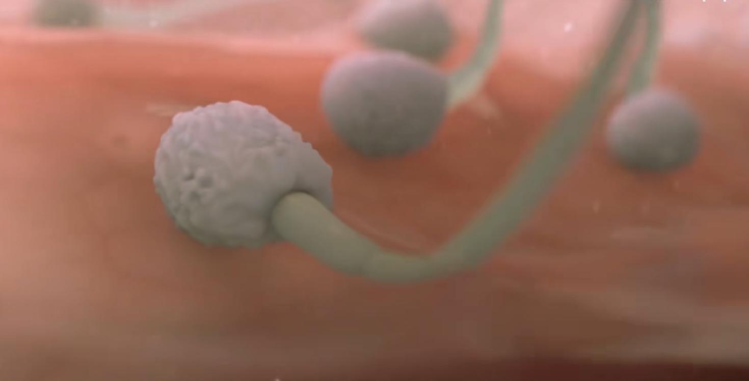 精子进入体内的24小时，都经历了什么？