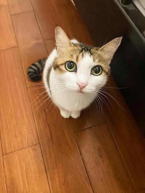 九种常见的田园猫,新手适合养的田园猫品种