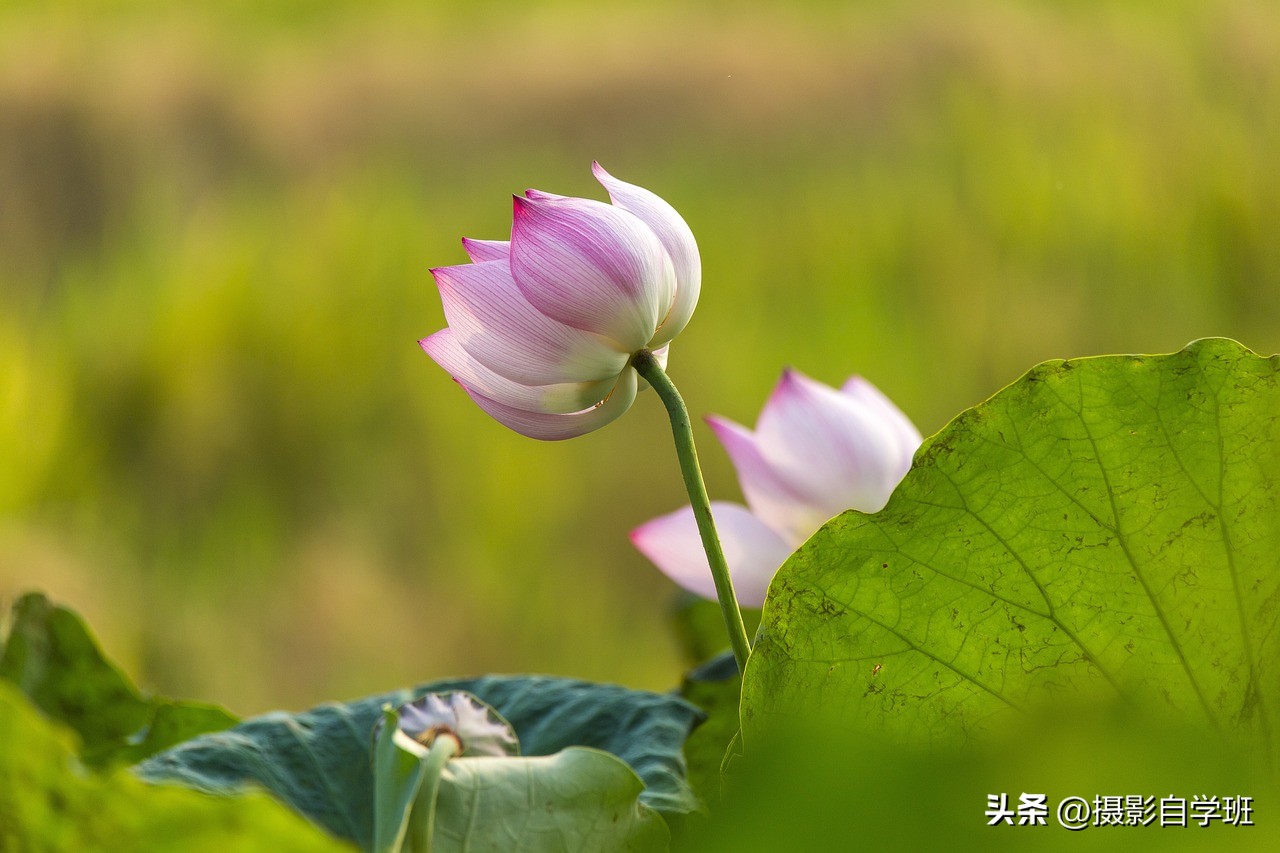 荷花摄影的拍摄方法和技巧,拍摄荷花摄影新手别犯这8个错误