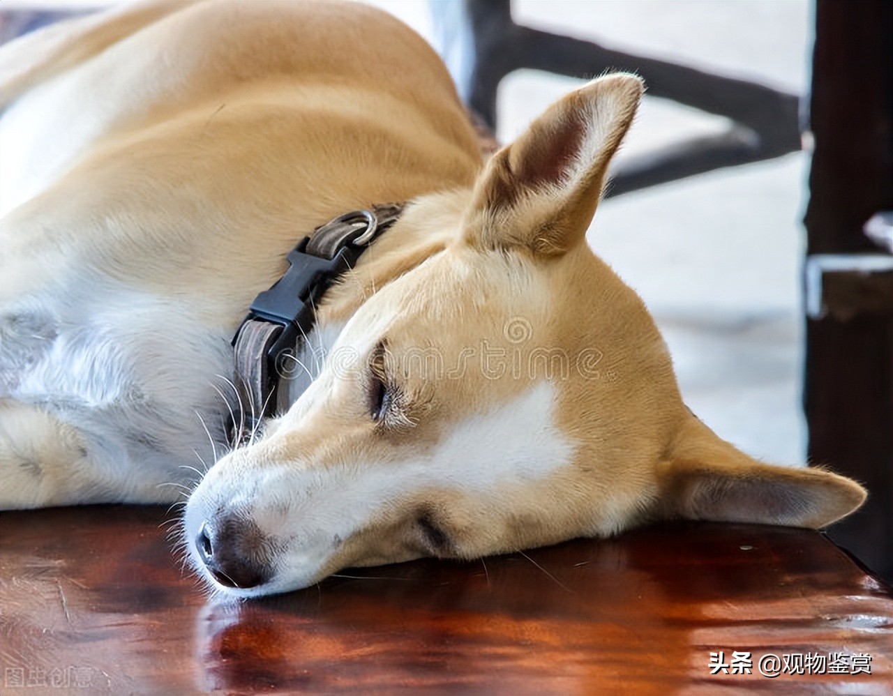 狗狗睡觉无缘无故发出凄惨的尖叫,狗狗睡觉一抖一抖怎么回事边牧