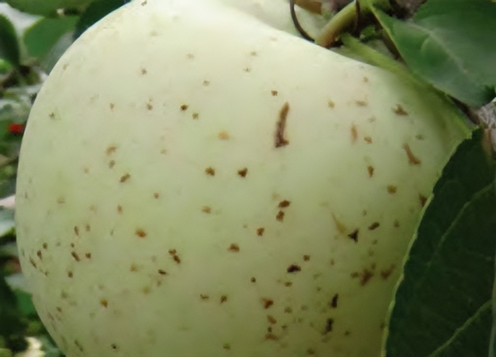 套袋苹果裂纹重原因及防治方法,套袋苹果为什么会有干疤