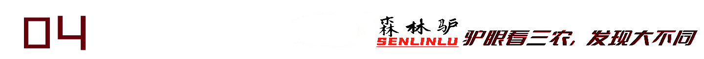 探秘原始森林的真实过程,揭露森林背后的真相