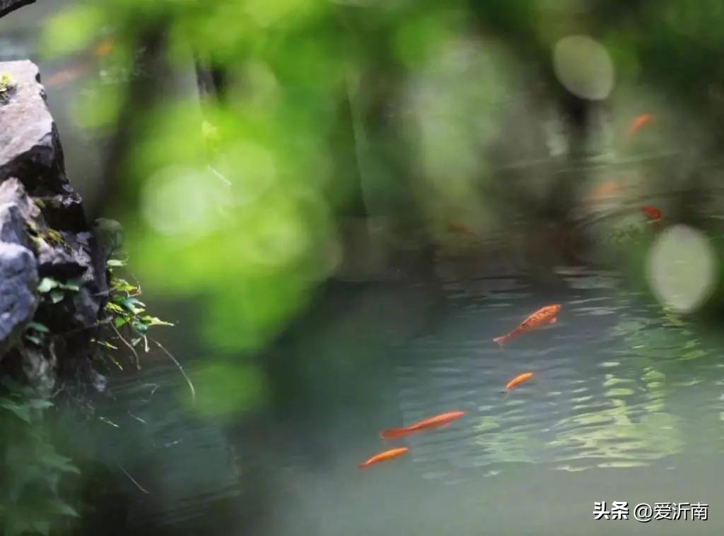 十首绝美夏天诗词大全,微雨过小荷翻榴花开欲然全诗