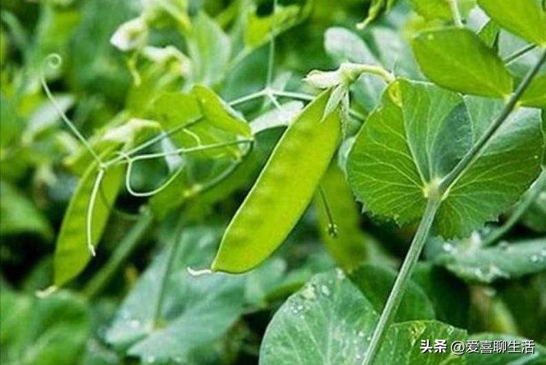 俗语：五月吃豆胜吃肉，5月该吃什么豆？这3种正大量上市，别错过