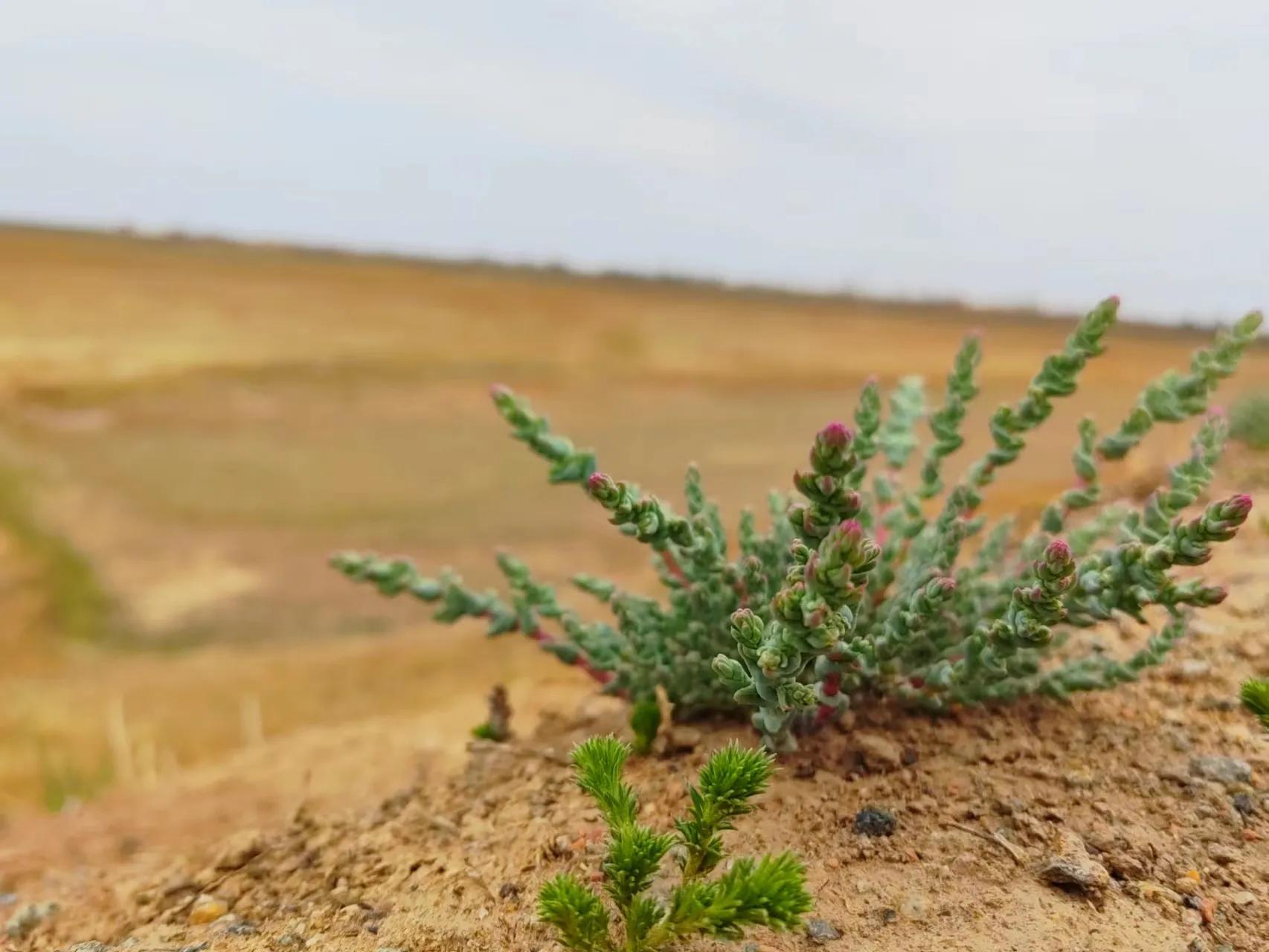 朱元璋讨饭经历,讨饭是个技术活