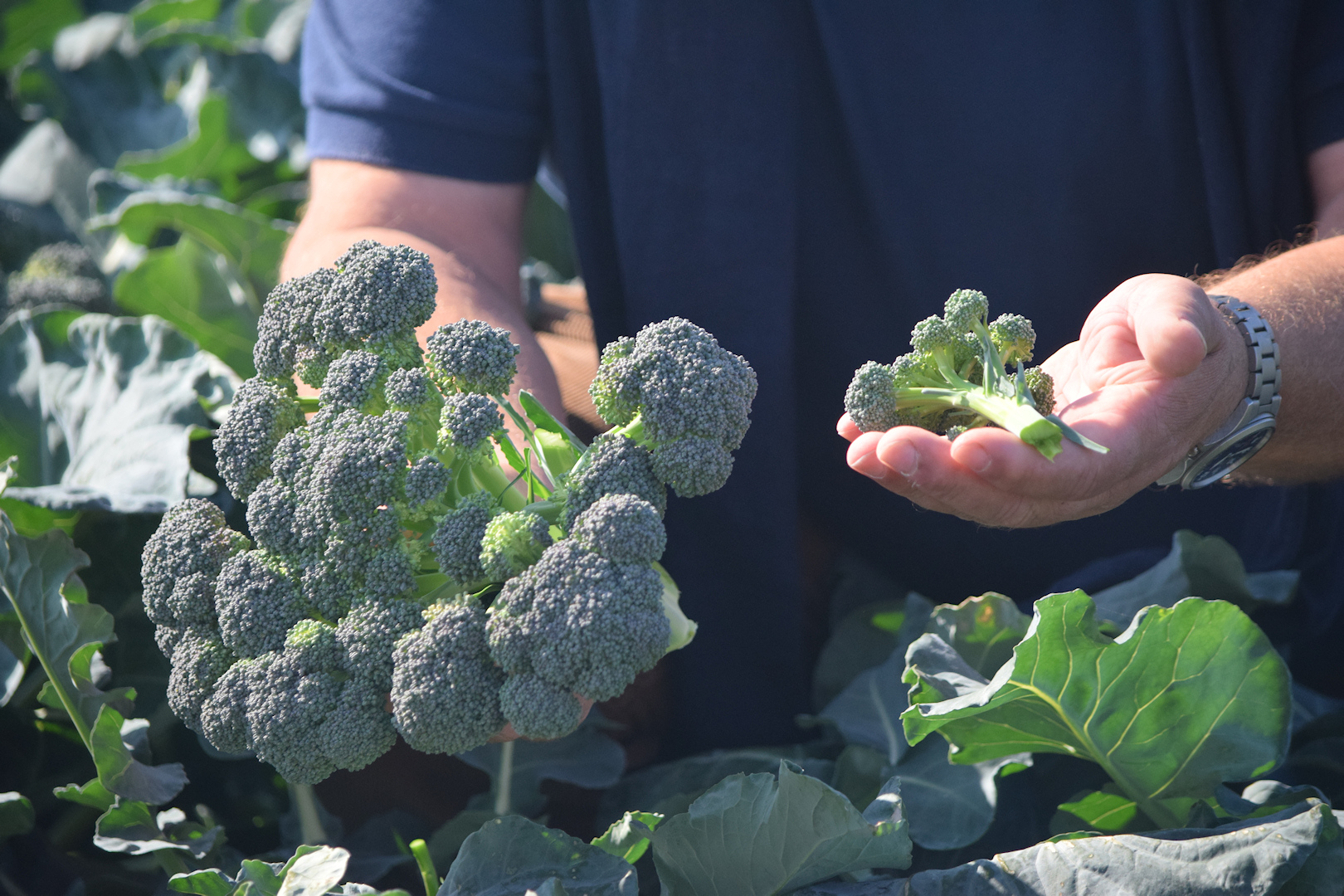 自己培育西兰花种子打破国外垄断,日本垄断中国市场百分之多少