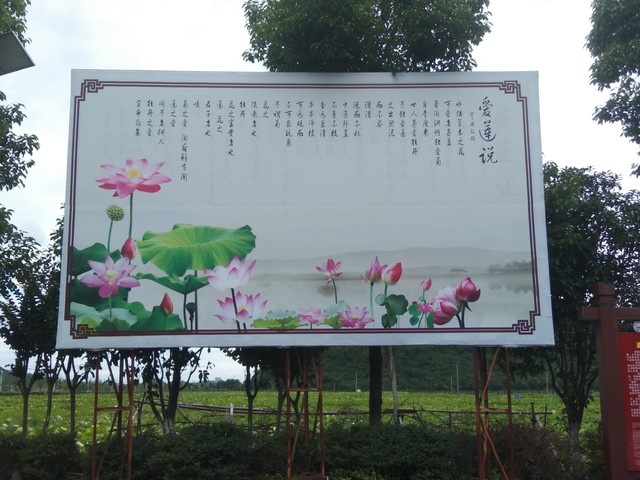 莲花峰下建爱莲池，爱莲堂里写《爱莲说》