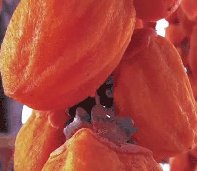 千年柿,富平千年柿子