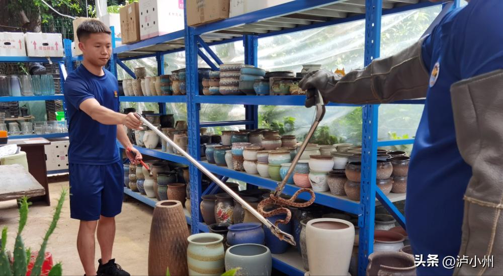 吓人！泸州一女士去花市买花，无意中踩到软软的东西，竟是一条蛇