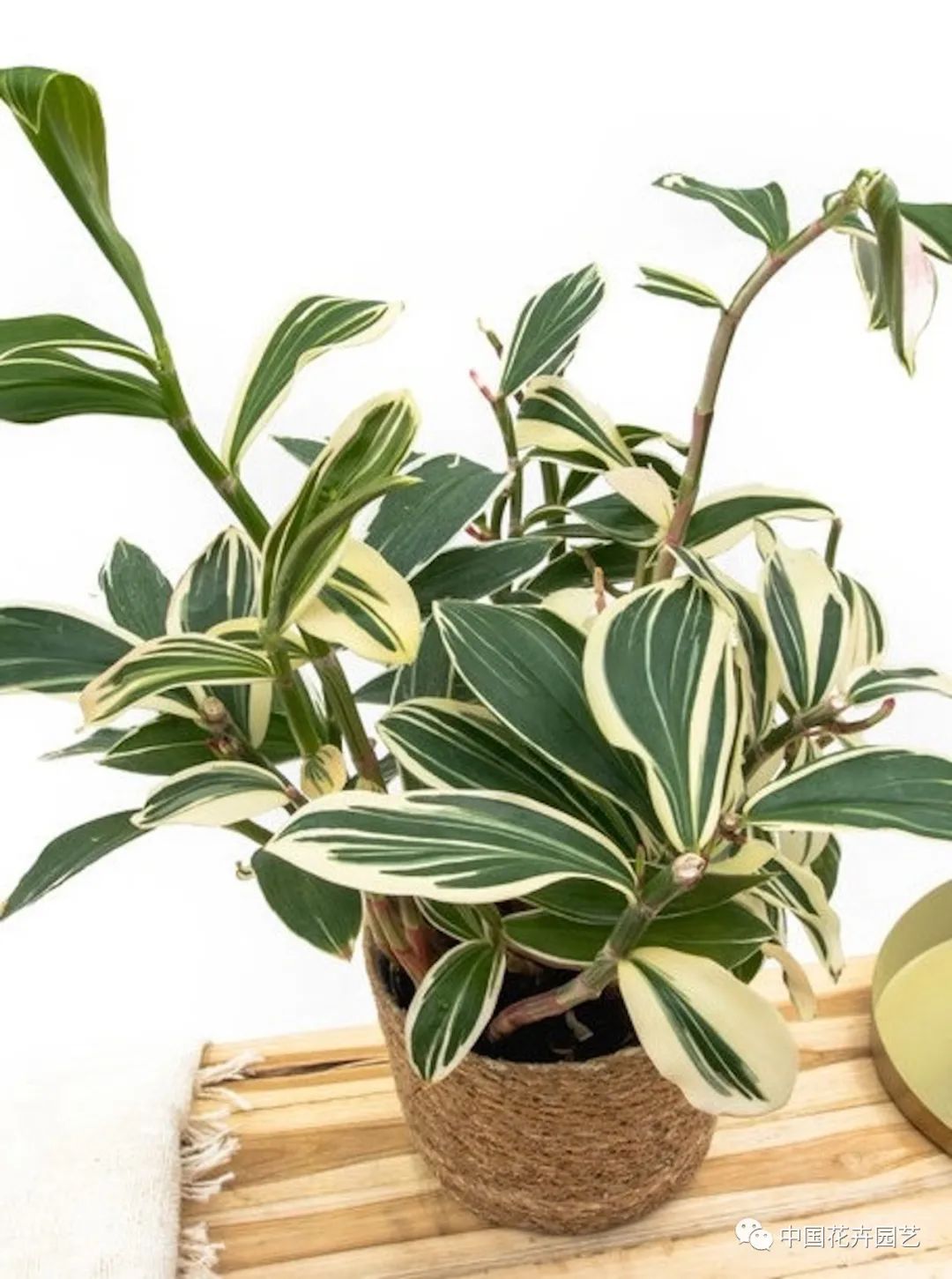 荷兰年度Glazen Tulp新奇植物奖15件产品名单公布 | 每周国际花讯