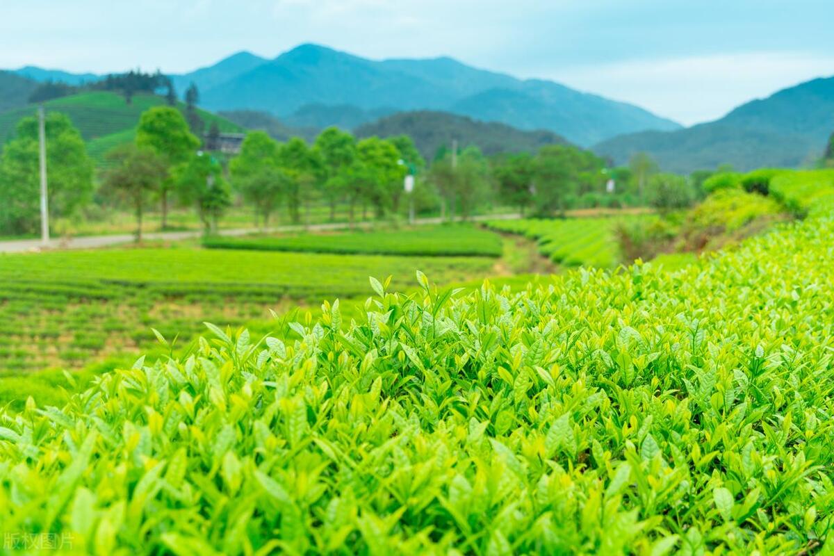 绿茶知识分享干货,绿茶知识解说