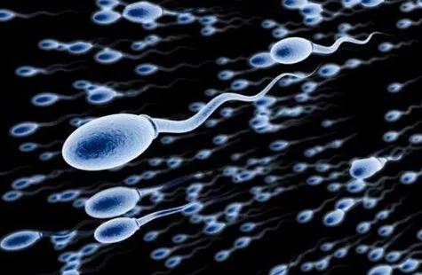人体的精子是如何产生的,人的精子怎么样才能存活