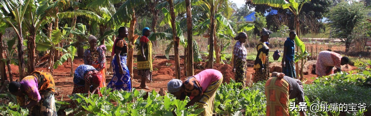 建国首日就与我国建交的非洲穷国，8种罕见水果，你见过几种