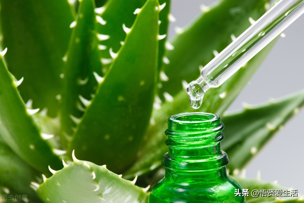 装修房子吸甲醛最好的是什么植物,新房入住有什么植物适合吸甲醛